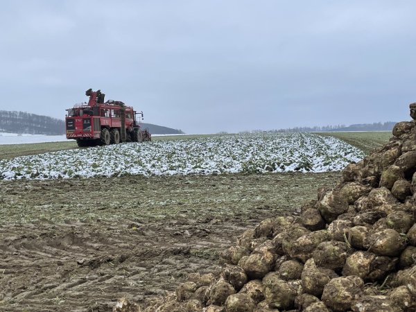 Die Zuckerrüben konnten Anfang Dezember noch gut geerntet und abgefahren werden. Jetzt ist es zu nass. Die Landwirte haben noch deutlich größere Sorgen, denn wenn der Agrardiesel-Steuervorteil wegfällt, dann steigen die Kosten. - © Britta Petercord,Britta Petercord