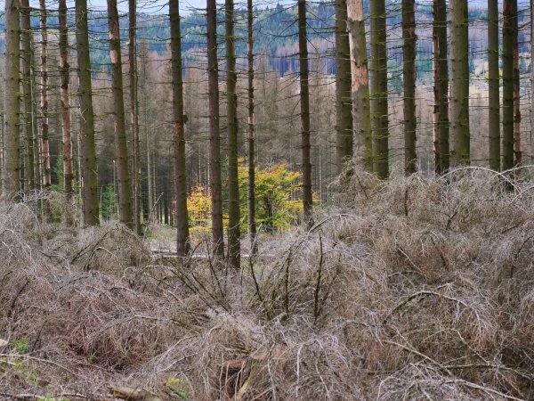 Krank, kaputt: In vielen Wäldern auch im Raum Detmold sieht es so aus. - © Jörg Hagemann