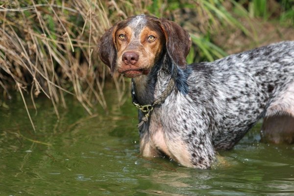 Kein steuerlicher Vorteil für Jagdhunde in Blomberg. - © Pixabay