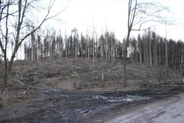 Kahle Berge direkt an der B1. Lediglich ein paar Lärchen stehen noch. - © Freya Köhring(LZ)