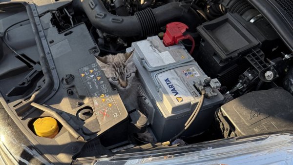 Diese Katze wurde von der Feuerwehr aus dem Motorraum eines Autos befreit. - © Feuerwehr Bad Salzuflen