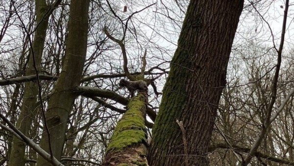 Der Hund ist zu hoch auf einen umgestürzten Baum geklettert und kommt alleine nicht mehr von dort zurück. - © Freiwillige Feuerwehr Bad Salzuflen