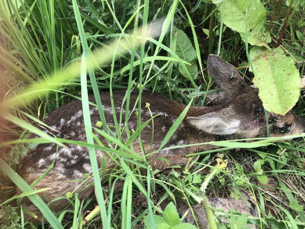 Von Fliegen belagert, offensichtlich verletzt, aber lebendig: das Rehkitz am Mythenweg, Was tun, wenn man so ein Baby entdeckt? - © Silke Buhrmester