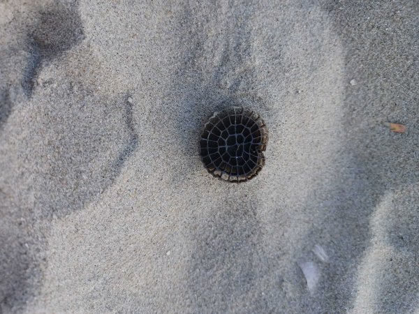 Am Strand von Borkum hat ein Spaziergänger Plastikchips einer Kläranlage aus dem Kreis Gütersloh gefunden. - © Privat
