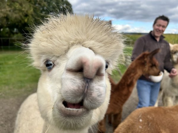Blue ist neugierig und liebt Kameras - beinahe hätte das Alpaka mit dem Blue-Eyed-White Gendefekt, das zwar stechend blaue Augen hat, aber schlecht hört, das Objektiv geküsst. - © Nicole Sielermann