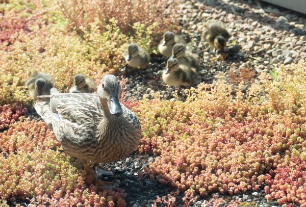 Enten bei CTS-Reisen: Ausgiebig gewatschelt wird auf dem CTS-Dach am Steinweg. - © Petra Buttler