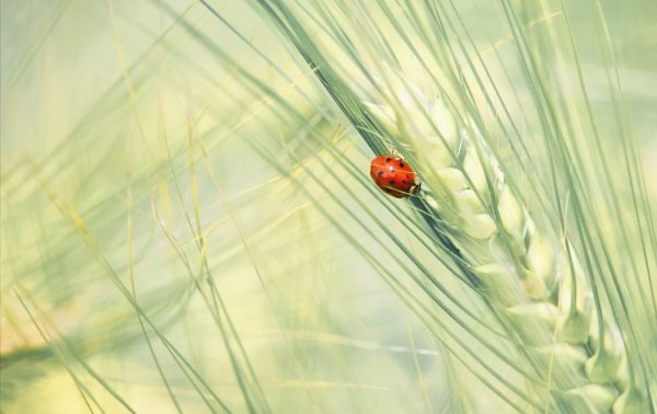 Fotos zum Thema „Lippische Fauna & Flora“ sind ab dem 26. Juli in in der Wandelhalle und in der Stadtbücherei zu sehen, unter anderem dieses Bild eines Marienkäfers. - © HEIKE REINEKE