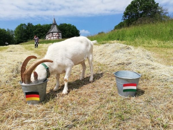 Ziegenbock Varus hat 2021 sein Gespür für den Ballsport bewiesen. Er prognostizierte den Sieg der deutschen Nationalelf über den Gegner Ungarn in der Vorrunde. - © Archivfoto: Freilichtmuseum Detmold