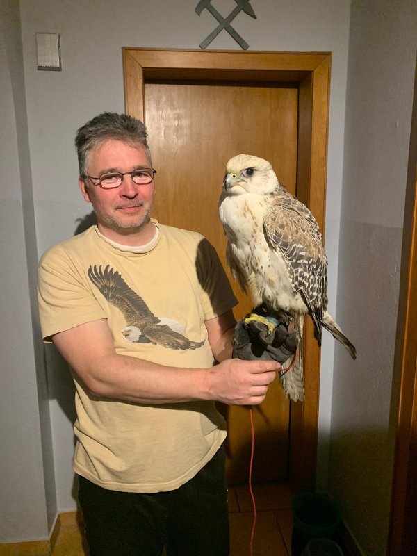 Retter Gideon Schwarze hält Sakerfalke „Goldie" auf dem Arm. Das Tier verhielt sich in der fremden Wohnung sehr ruhig. - © Viktor Schröder