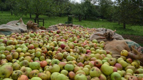 Zwischen fünf und zehn Tonnen Äpfel kommen im Normalfall jedes Jahr bei der Ernte auf den beiden Streuobstwiesen des BUND in Lemgo zusammen. - © Willi Hennebrüder