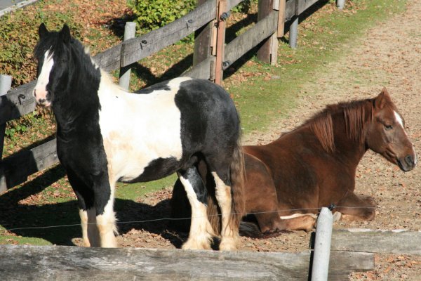 Vertrauensvoll und freundlich dem Menschen gegenüber: Pferde werden häufig Opfer von Tierquälern. - © Sylvia Frevert(LZ)