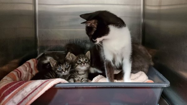 Eine Katzenfamilie hat es sich im Tierheim gemütlich gemacht. - © Tierheim Detmold