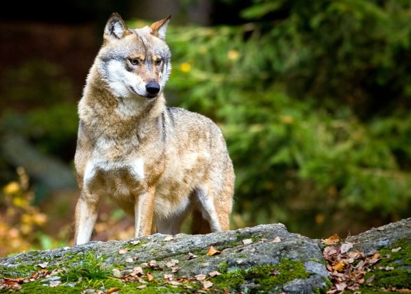 Wölfe sind mittlerweile wieder in weiten Teilen Deutschlands heimisch – auch in OWL. - © dpa