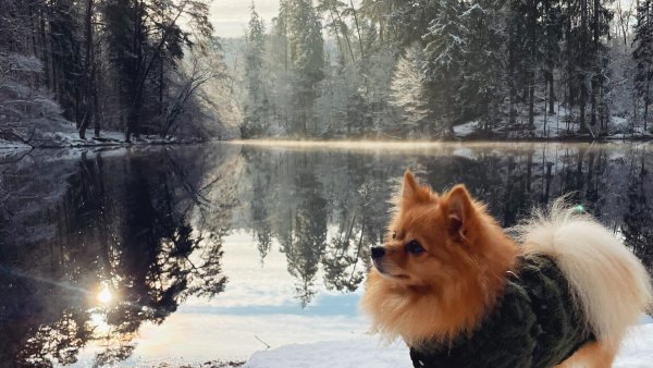 Der Kleinspitz bei seiner Runde am Donoperteich. Besitzerin Anna-Lisa Schmidt ist dieser tolle Schuss ihres Hundes gelungen. - © Anna-Lisa Schmidt