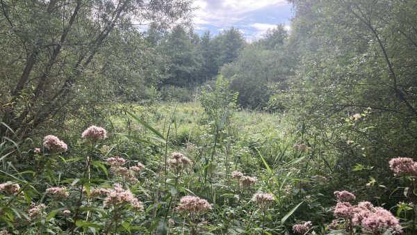 Das 10,5 Hektar große Moorstichgelände ist nicht öffentlich zugänglich. Hier ist über die Jahrzehnte ein besonderes Ökosystem entstanden. - © Cordula Gröne