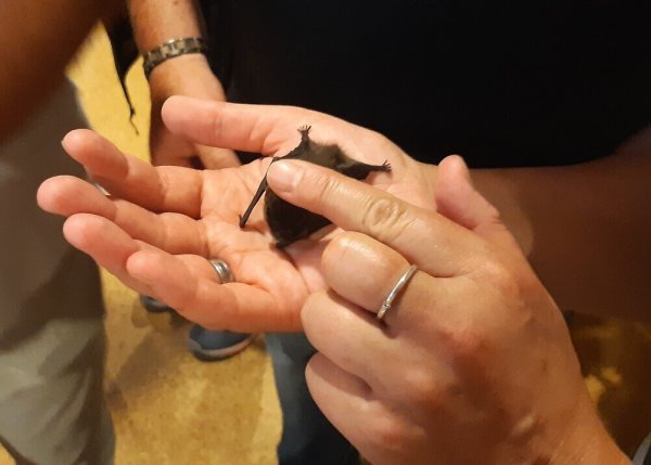 Die Besucher durften den Herzschlag einer Fledermaus mit den Fingern erspüren. - © Uwe Vogel
