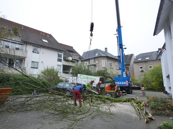 In Detmold dürfen Bäume jederzeit gefällt werden - eine Baumschutzsatzung gibt es derzeit nicht. Die Grünen wollen das ändern. - © Jost Wolf