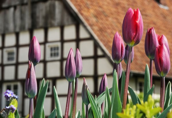 Mit einem Familienfest startet das Freilichtmuseum in die Saison. - © LWL