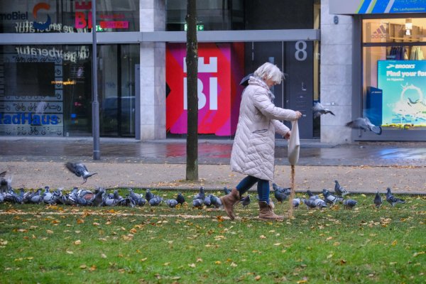 Die Fütterung der Tauben am Niederwall wurde immer wieder auch skeptisch gesehen, weil die Idee dahinter vielen unbekannt ist. - © Andreas Zobe