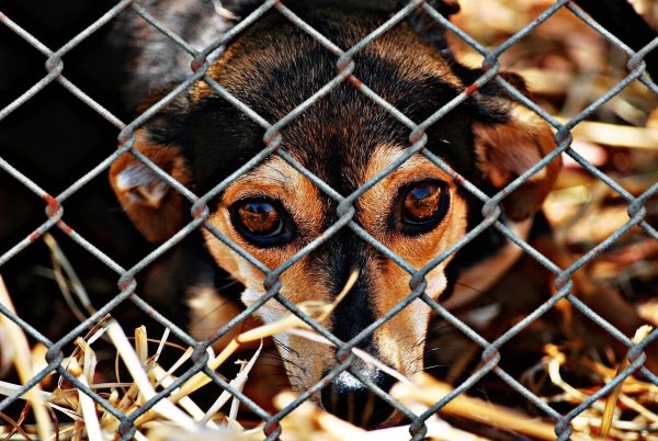 Die Tierheime sind am Limit. Zu viele Tiere werden dort inzwischen abgegeben - nicht alle können vermittelt werden. - © Symbolbild: Pixabay/Alexas_Fotos