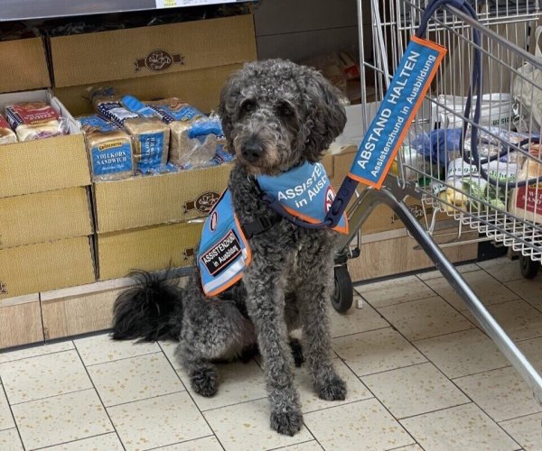 Fix ist in voller Montur bei der Arbeit. Das hätte den Mitarbeitern im Discounter eigentlich reichen müssen, aber Trainerin Silvia Dober und ihre Klientin hatten auch die notwendigen Papiere dabei. - © Sylvia Dober