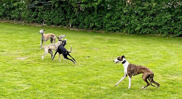 Spielen und rennen – dafür brauchen die Windhunde keine Anleitung. Deutlich sieht man bei dem Hund im Vordergrund die tiefe Brust, in der ein großes Herz die Rennleistung dieser Hunde möglich macht. - © Olberg