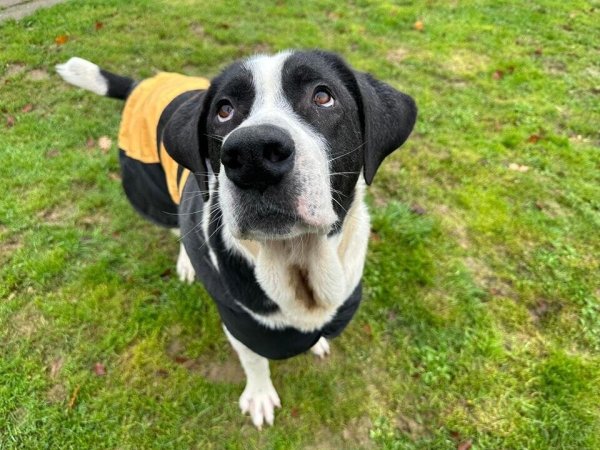 Ozzy sucht dringend ein neues Zuhause, in dem er zur Ruhe kommen kann. - © Tierheim Detmold
