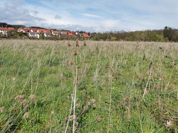 Bislang noch Ackerfläche: das mögliche Baugebiet „Holzkamp". - © Sylvia Frevert