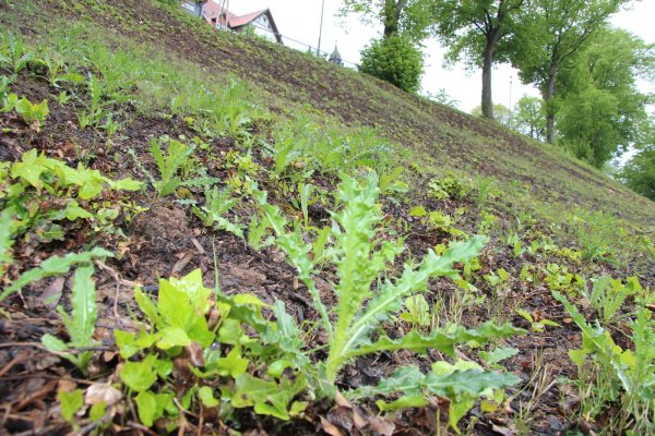 Unkraut statt Efeu im Blomberger Nelkenpark - © Seda Hagemann