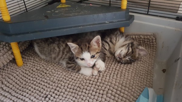 Die zwei Kätzchen sind immer noch zu klein für ihr Alter und sehr anfällig für Krankheiten. - © Silke Bergemann