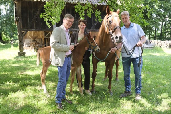 Stephan Prinz zur Lippe (links) freut sich gemeinsam mit Museumsdirektorin Dr. Marie Luisa Allemeyer und Landwirt Ulrich Meier über den Nachwuchs der Senner Pferde aus der Zucht des LWL-Freilichtmuseums Detmold. - © Karen Stuke