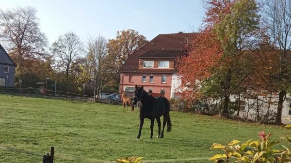 Der alte Schützenplatz in Alverdissen: noch grasen hier Pferde. Schon im nächsten Jahr soll die Fläche mit mehreren Häusern bebaut werden. - © Fotorechte: Sylvia Frevert