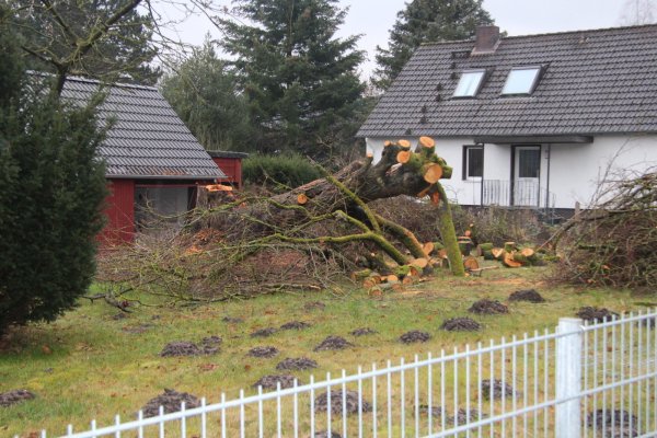 Etliche Jahrzehnte alt war die alte Linde in einem Garten auf dem Hörster Bruch. Sie wurde ohne Genehmigung der Stadt gefällt. - © Cordula Gröne(LZ)