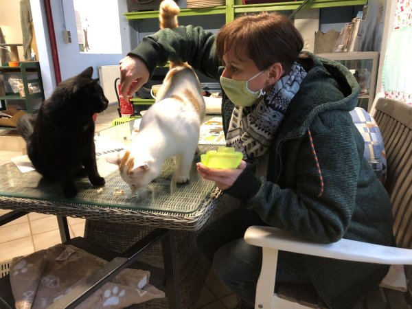 Suanne Baumgart füttert im Katzenhaus des Tierheims zwei Katzen. - © Sven Kienscherf
