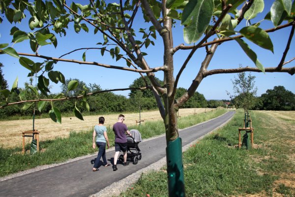 Ein Beispiel für eine Ersatzpflanzung: Nachdem im Zuge der Bauarbeiten an der Heidenoldendorfer Straße Bäume gefällt worden waren, wurden im Frühjahr 2019 dafür Obstbäume am Rad- und Fußweg von Heidenoldendorf über den Vietberg nach Hiddesen gepflanzt. - © Bernhard Preuss