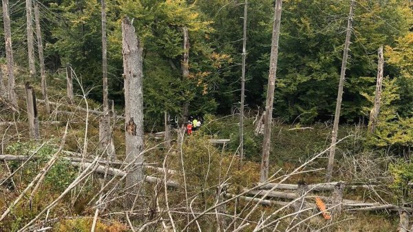 Versteckt im Unterholz war die 80-Jährige, die einen Abhang hinabgestürzt war, unter einem Baum eingeklemmt. - © Feuerwehr Willebadessen