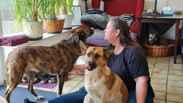 Kuscheln mit der "Regierung". Junghündin Franzi schmeißt sich an Silvia Dober ran, während auch Hundekumpel Theo sich ein paar Streicheleinheiten abholt. Im Hintergrund überwacht Kangal-Mix Ellie als Rudelführerin die Szene aufmerksam. - © Marianne Schwarzer