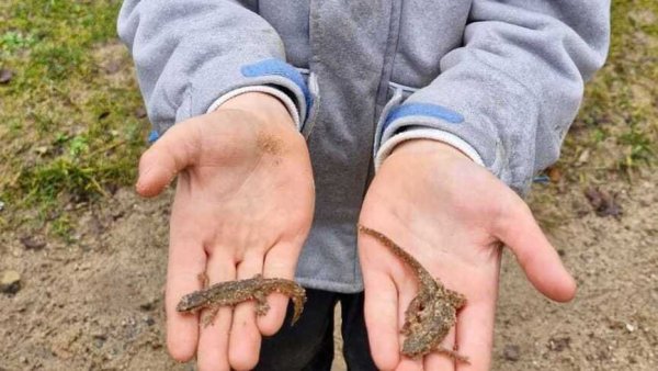 Die kleinen Molche auf Kinderhänden. - © Anna Fleischfresser