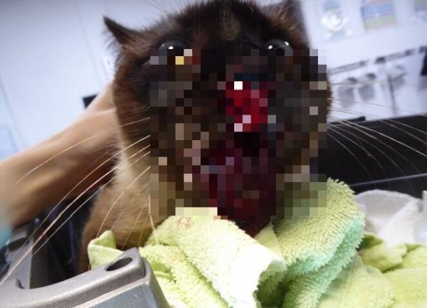 Triggerwarnung (Klarfoto mit Verletzung im Text): Das Tier ist am Kopf schwer verletzt worden. Tierärztin und Halterin haben einen schlimmen Verdacht. - © Privat