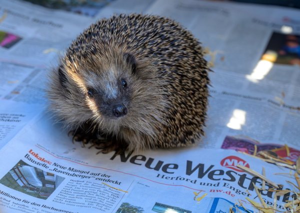 Der junge Igel, mit dem Kinder Fußball gespielt haben, ist auf dem Weg der Besserung. Tanja und Mark Groundwater haben das Tier aufgepäppelt. - © All rights reserved