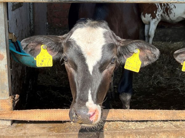 Rinder können an der hochansteckenden Maul- und Klauenseuche erkranken. - © WLV