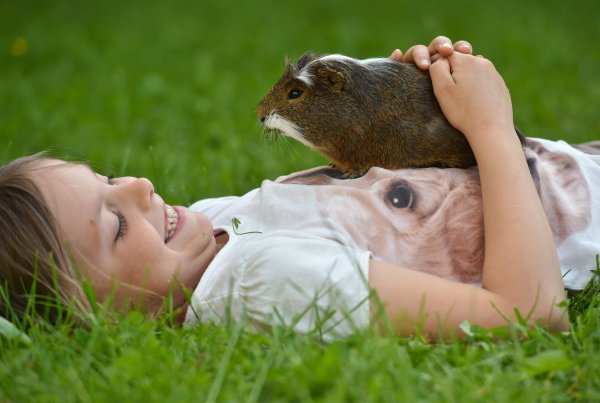 Meerschweinchen gehören zu den beliebtesten Haustieren. Dabei ist diese Rasse für Kinder gar nicht geeignet – wie auch kaum ein anderes Kleintier. - © Verwendung weltweit, usage worldwide