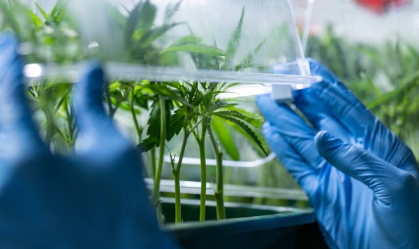 Zum 1. April soll für Erwachsene der Besitz und Eigenanbau gewisser Mengen an Cannabis erlaubt werden. - © dpa