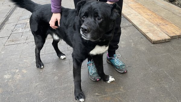 Fritz ist 8 Jahre alt und wurde als Welpe von einer Kuh ins Gesicht getreten, weshalb seine Schnauze etwas schief ist und er manchmal ein bisschen torkelt. - © Jule Prietzel