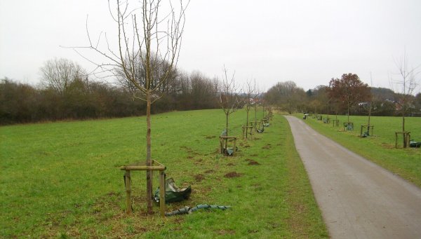 Am Viethberg und an anderen Stellen im Stadtgebiet hat es Beschädigungen an den Bäumen gegeben. - © Stadt Detmold