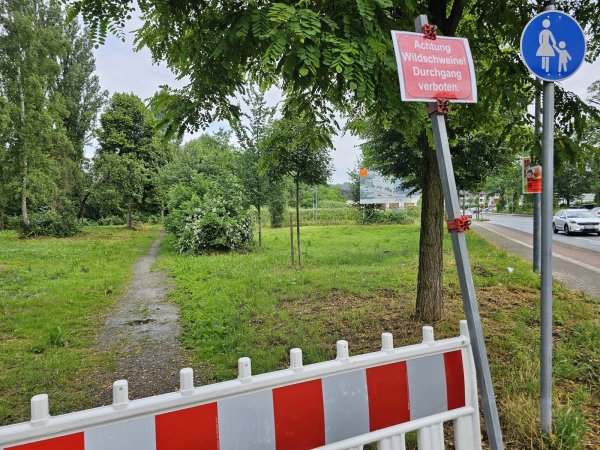An der Alten Burg haben Spaziergänger und Radfahrer ein oder zwei Wildschweine gesehen. Die Beschreibungen waren sehr unterschiedlich. Der Weg wurde vorsichtshalber gesperrt. - © Astrid Sewing