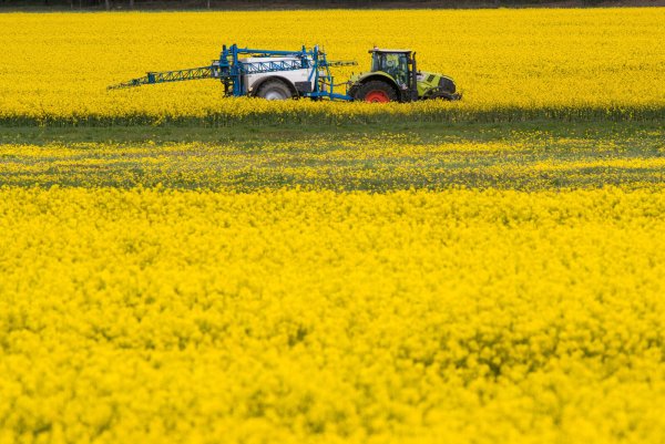 Ein Traktor zieht bei der Behandlung von Raps eine Pflanzenspritze durch ein Rapsfeld. - © dpa