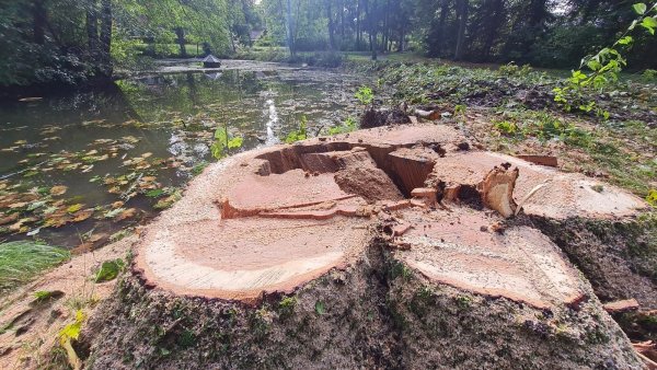 Innen verfault war die amerikanische Eiche, die mit ihren Wurzeln anscheinend auch den Zulauf zum Teich beschädigt hat. Die Fällung sei die einzige Lösung gewesen, sagt die Stadt. Foto: Marianne Schwarzer - © Marianne Schwarzer