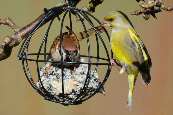 Grünfink und Feldspatz freuen sich über eine extra Ration. - © Peter Trentz