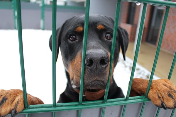 Rottweiler Loki ist einer von gut 30 Hunden im Tierheim Bielefeld. - © Lukas Brekenkamp